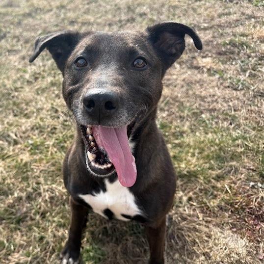 Harlem, Adoptable, Adult Male Mixed Breed.