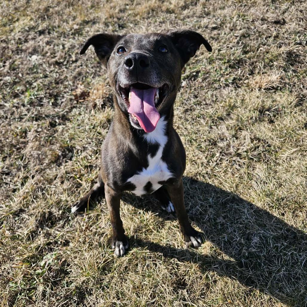 Harlem — thumbnail 3