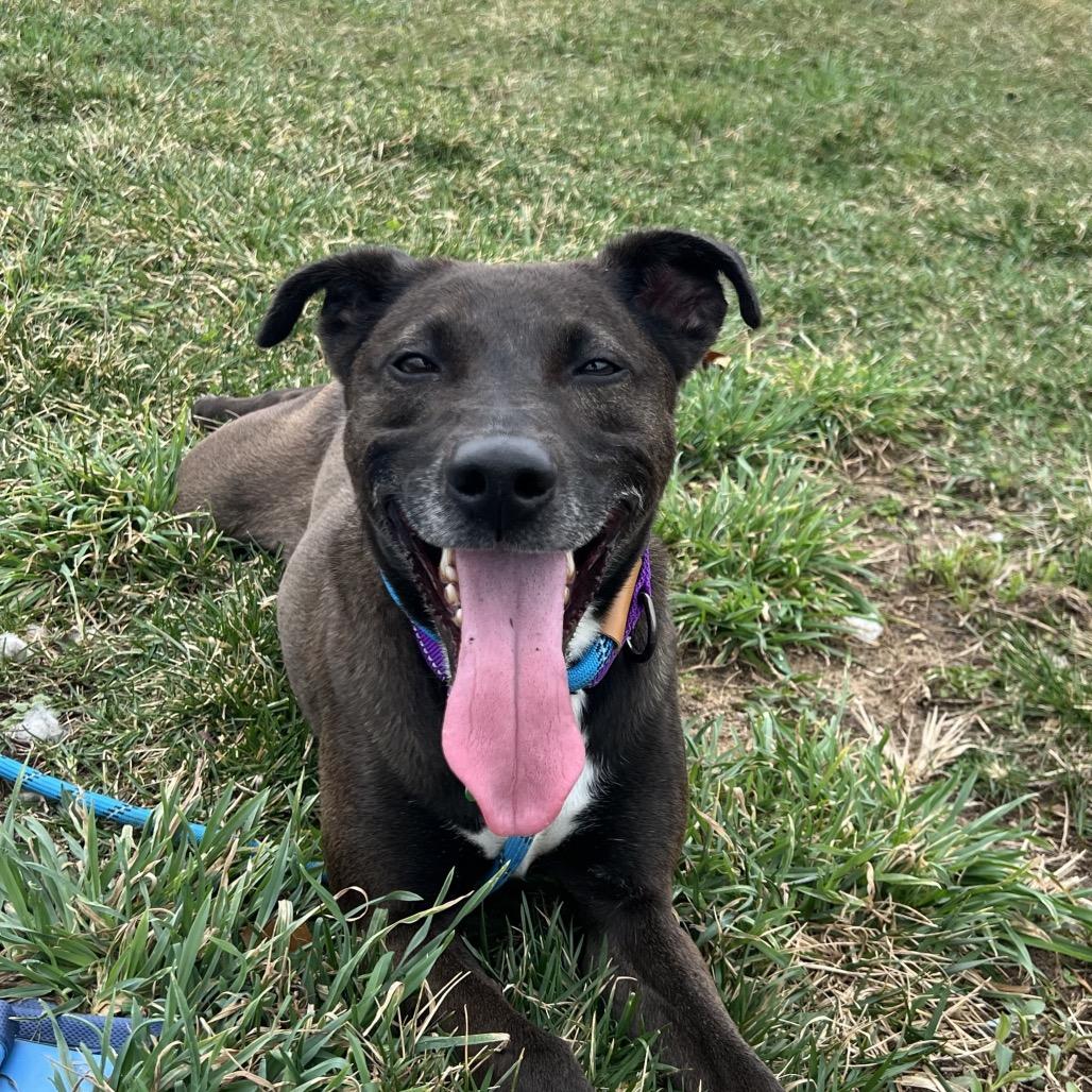 Harlem — thumbnail 4