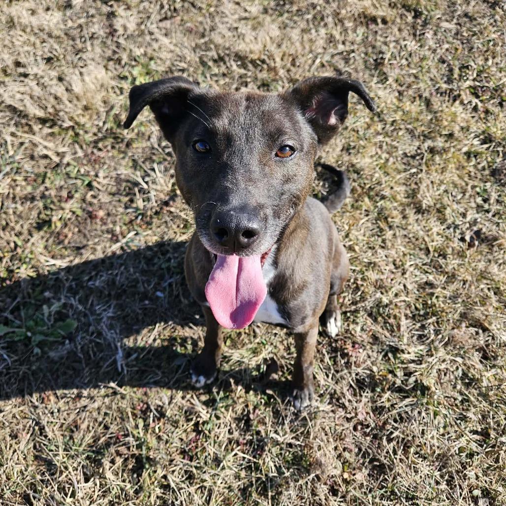 Harlem — thumbnail 5