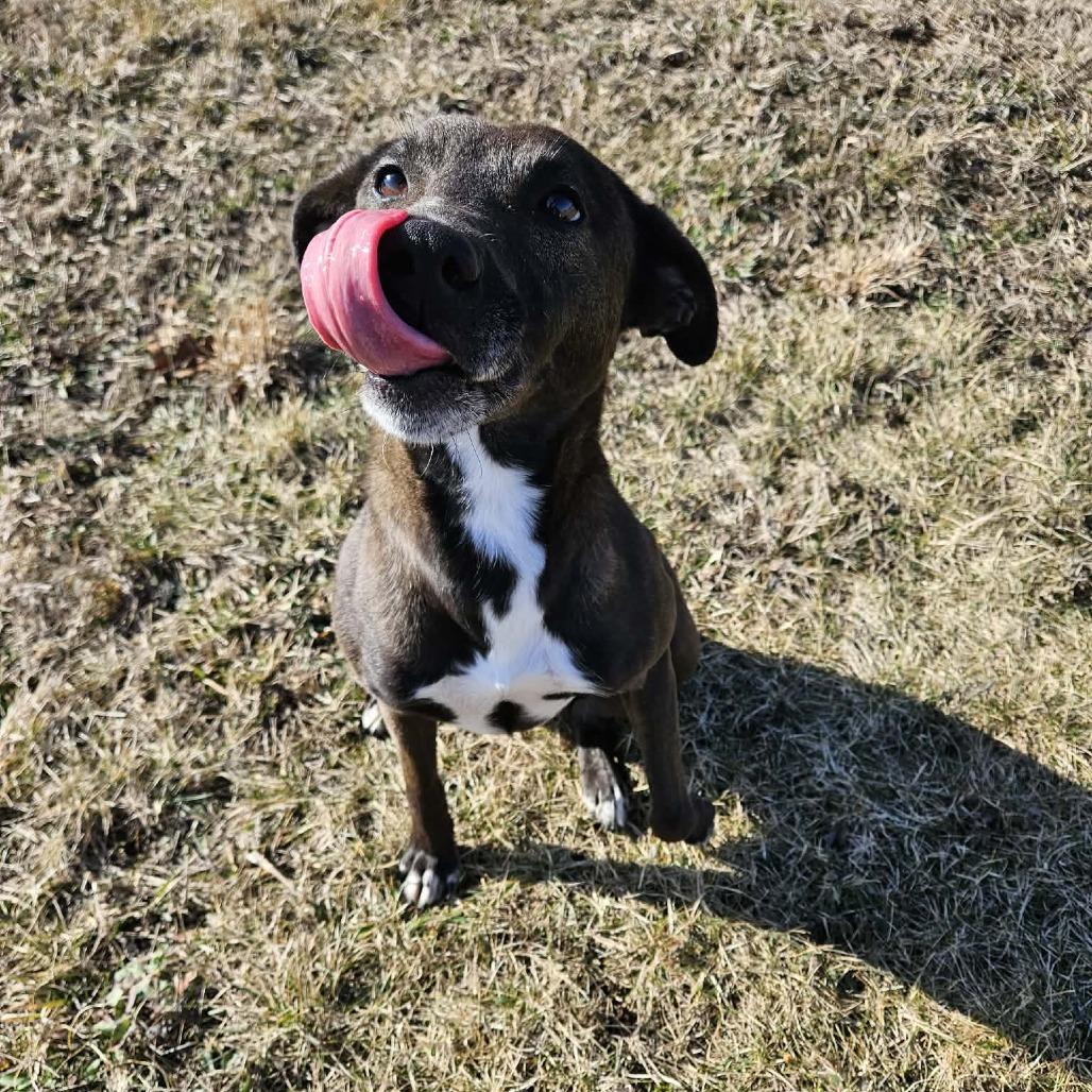 Harlem — thumbnail 6