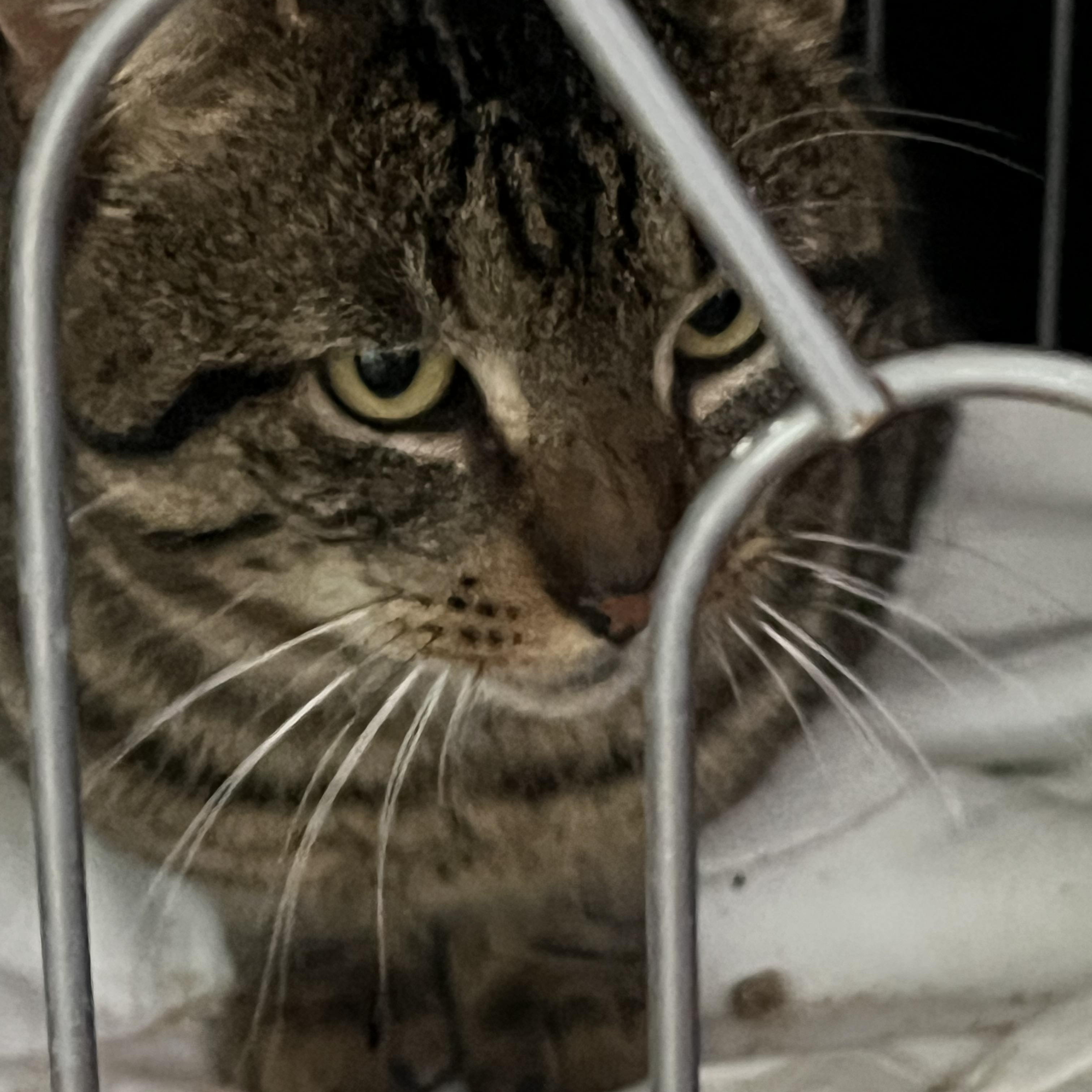 Enlarge Louie, an adopted Tabby in Newark valley, NY image 3/5