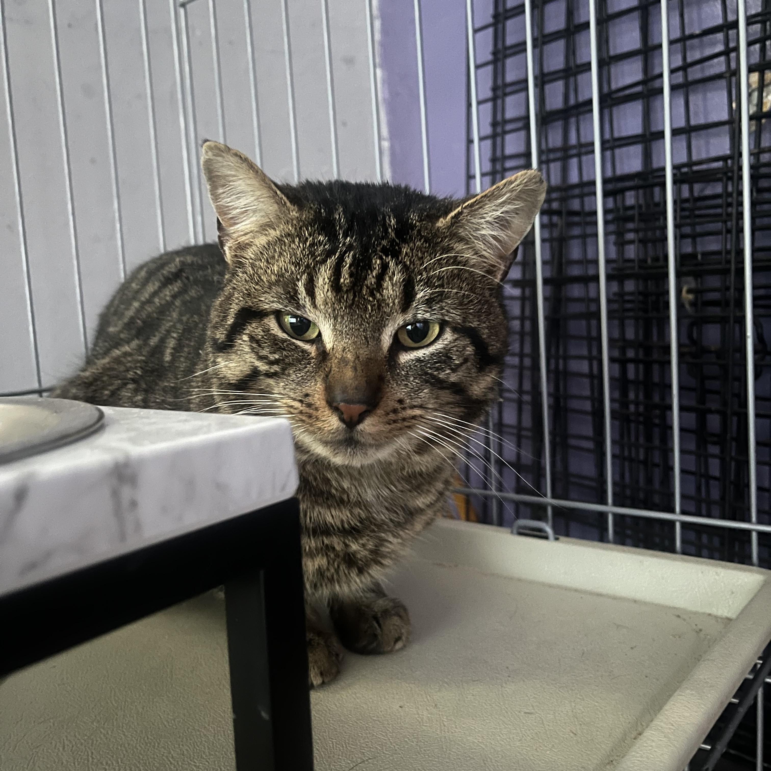 Louie, adopted, Young Male Tabby.