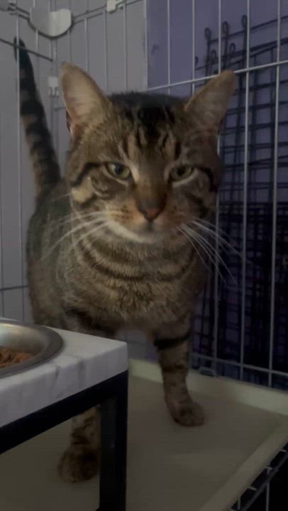 Enlarge Louie, an adopted Tabby in Newark valley, NY video 5/5