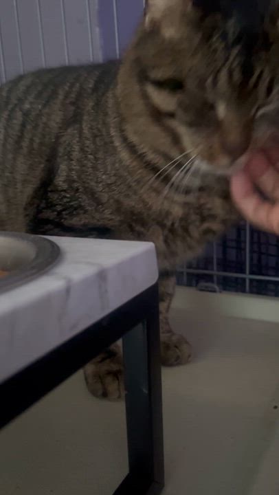 Enlarge Louie, an adopted Tabby in Newark valley, NY video 4/5