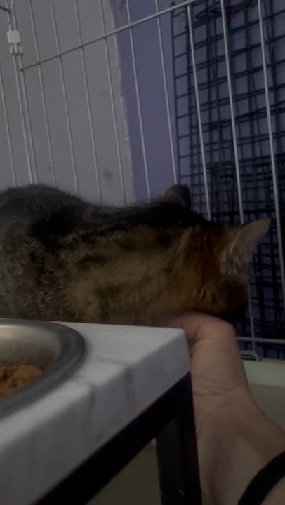 Enlarge Louie, an adopted Tabby in Newark valley, NY video 2/5