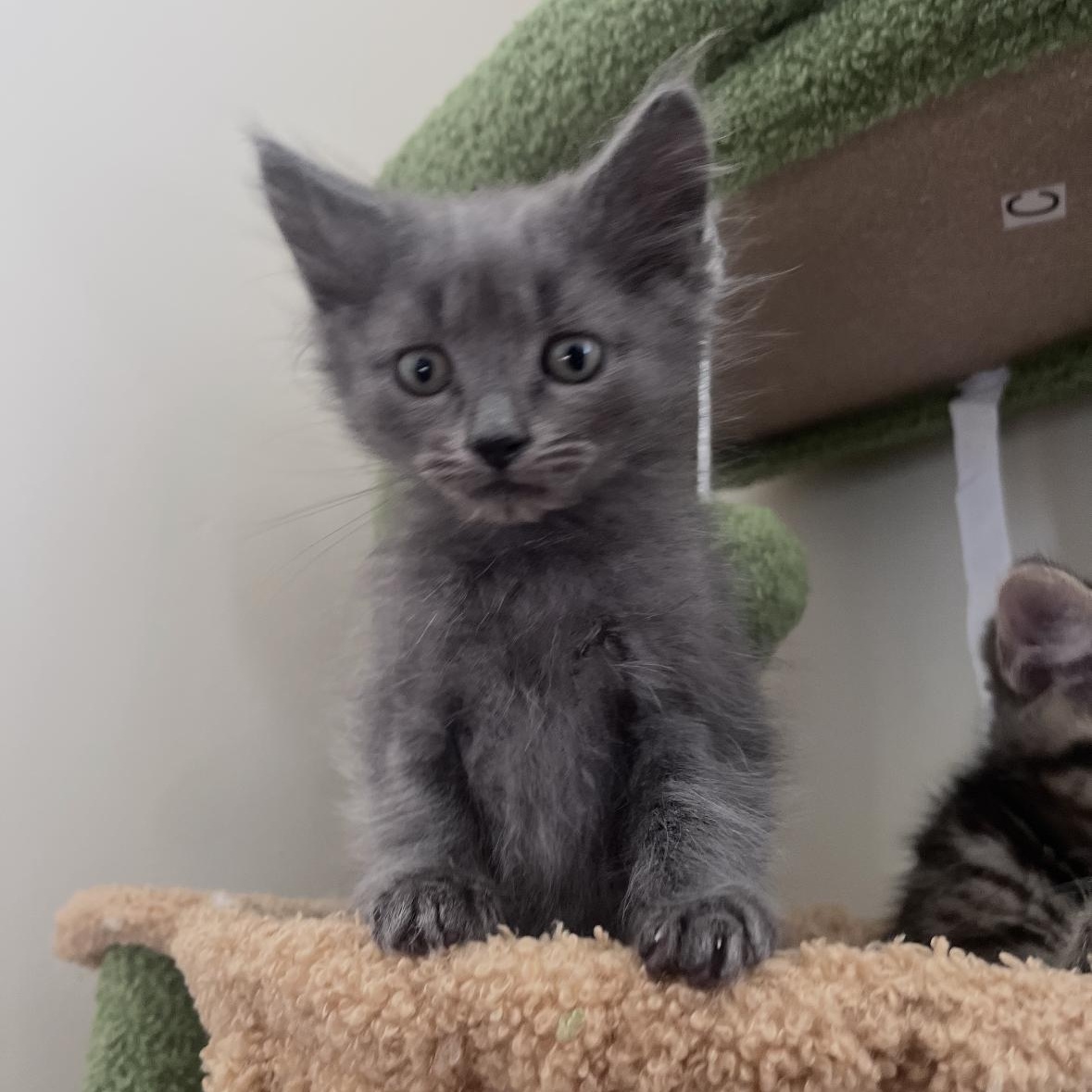 Lilac, a ADOPTABLE Domestic Medium Hair in Cornwall, ON image 3/6