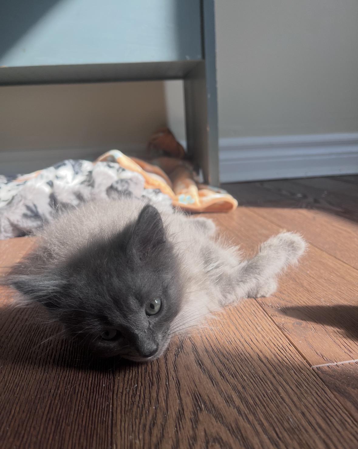 Lilac, a ADOPTABLE Domestic Medium Hair in Cornwall, ON image 4/6