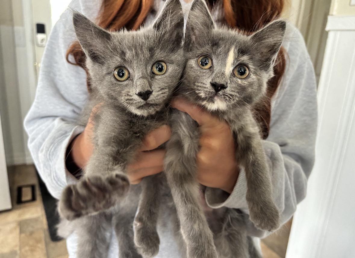 Lilac, ADOPTABLE, Kitten Male Domestic Medium Hair.