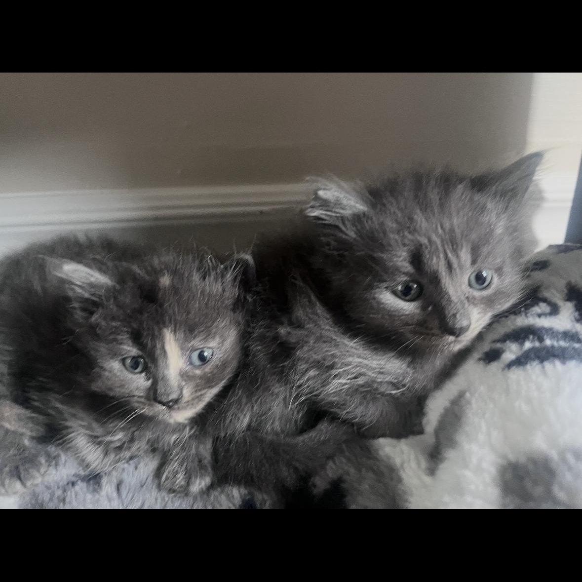 Lilac, a ADOPTABLE Domestic Medium Hair in Cornwall, ON image 6/6