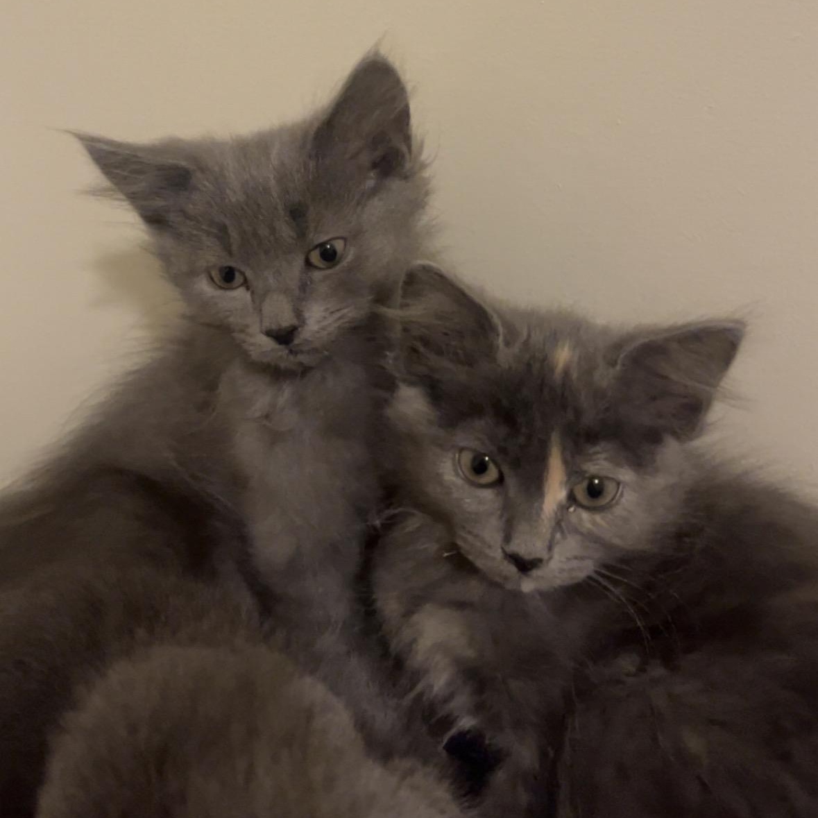Lilac, a ADOPTABLE Domestic Medium Hair in Cornwall, ON image 2/6