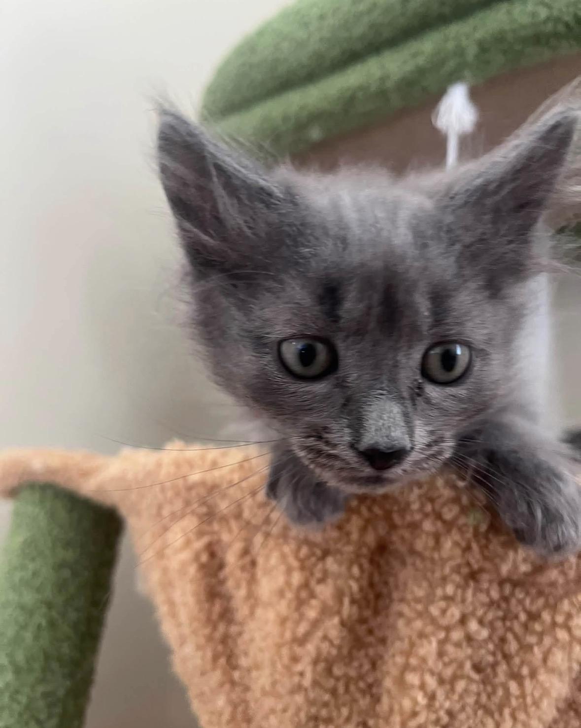 Lilac, a ADOPTABLE Domestic Medium Hair in Cornwall, ON image 5/6