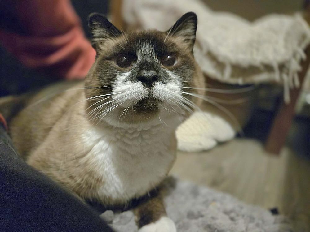 Enlarge Mary Ann- ( Bonded with Ginger), a Adoptable mixed breed in Plymouth, MN image 2/6