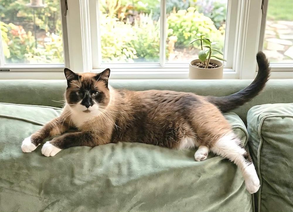 Enlarge Mary Ann- ( Bonded with Ginger), a Adoptable mixed breed in Plymouth, MN image 4/6