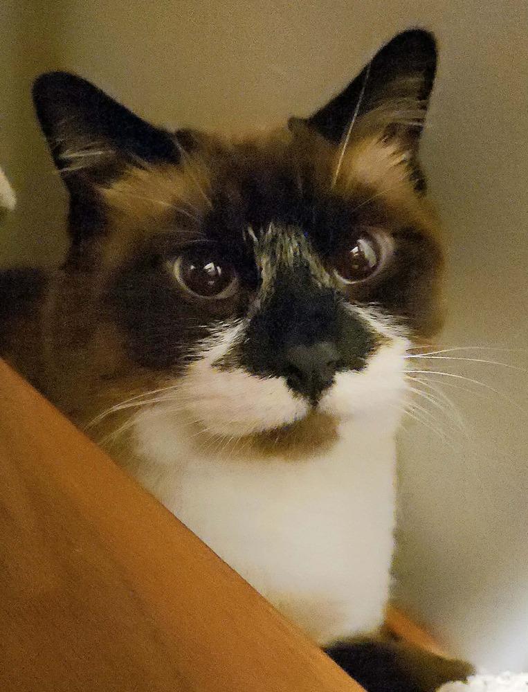 Enlarge Mary Ann- ( Bonded with Ginger), a Adoptable mixed breed in Plymouth, MN image 6/6