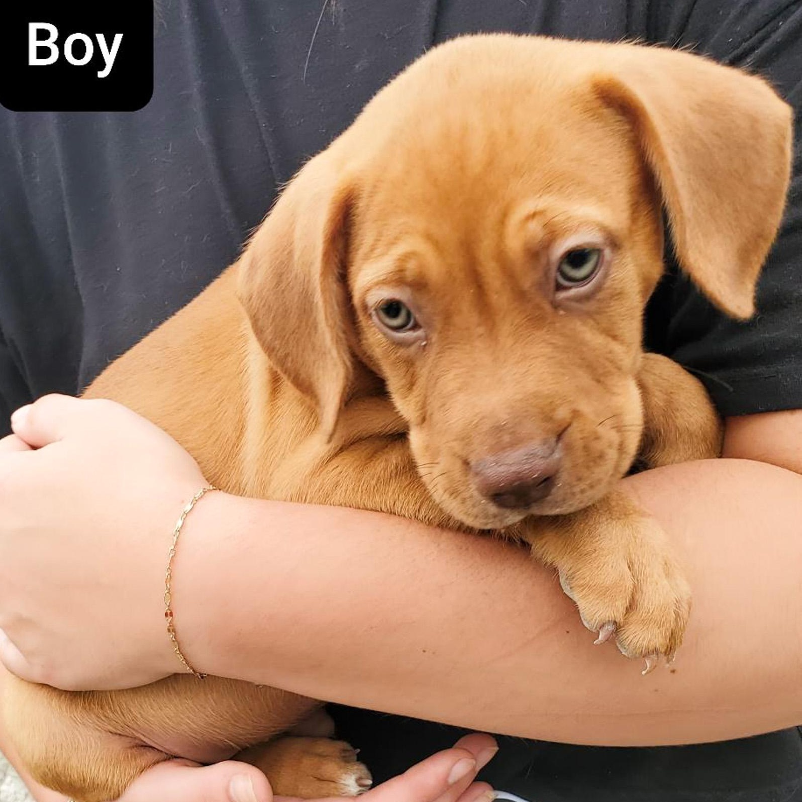 Jeb, an adoptable Boxer & Doberman Pinscher Mix in Albany, NY_image-1