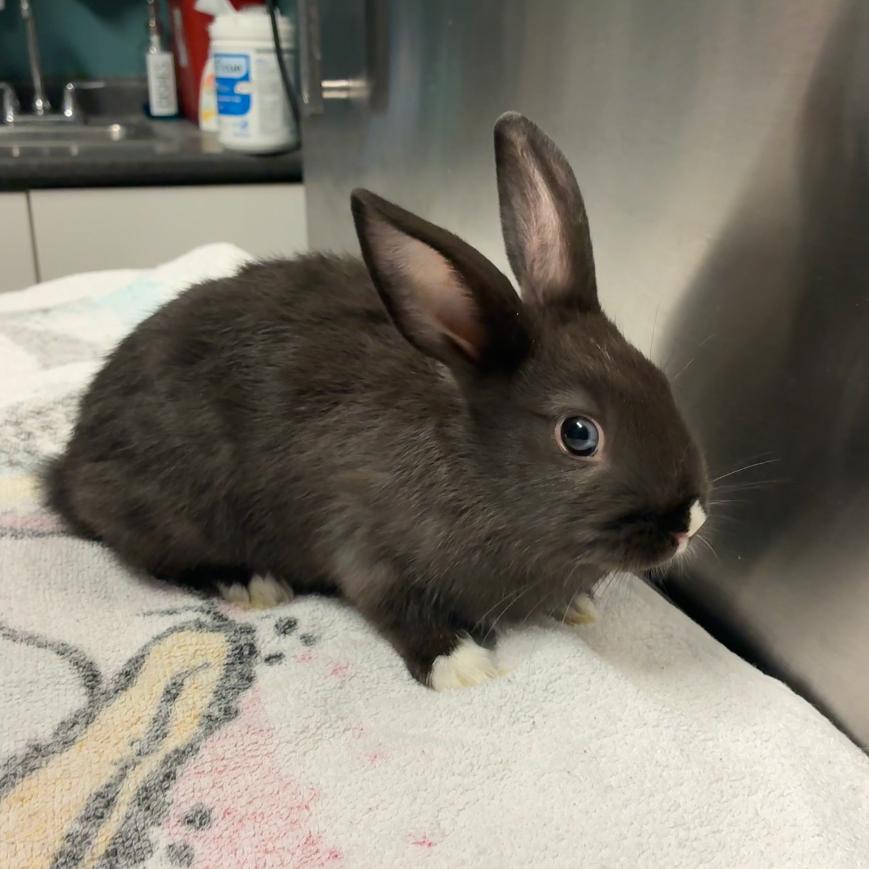 Farruko, Adoptable, Baby Male Bunny Rabbit & Bunny Rabbit.