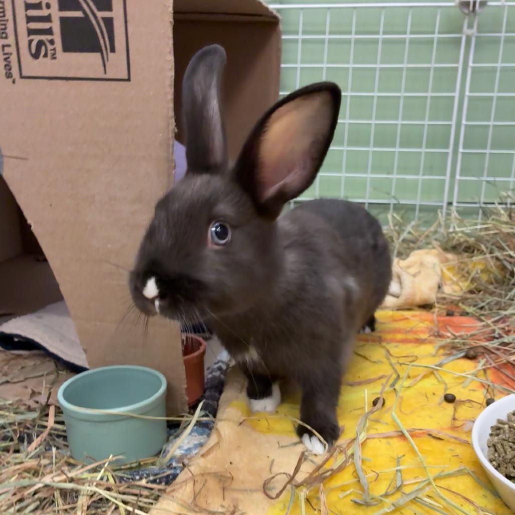 Enlarge Farruko, a Adoptable mixed breed in Providence, RI image 2/5