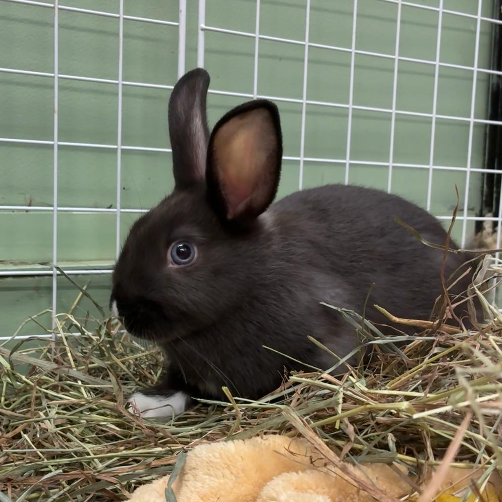 Enlarge Farruko, a Adoptable mixed breed in Providence, RI image 5/5