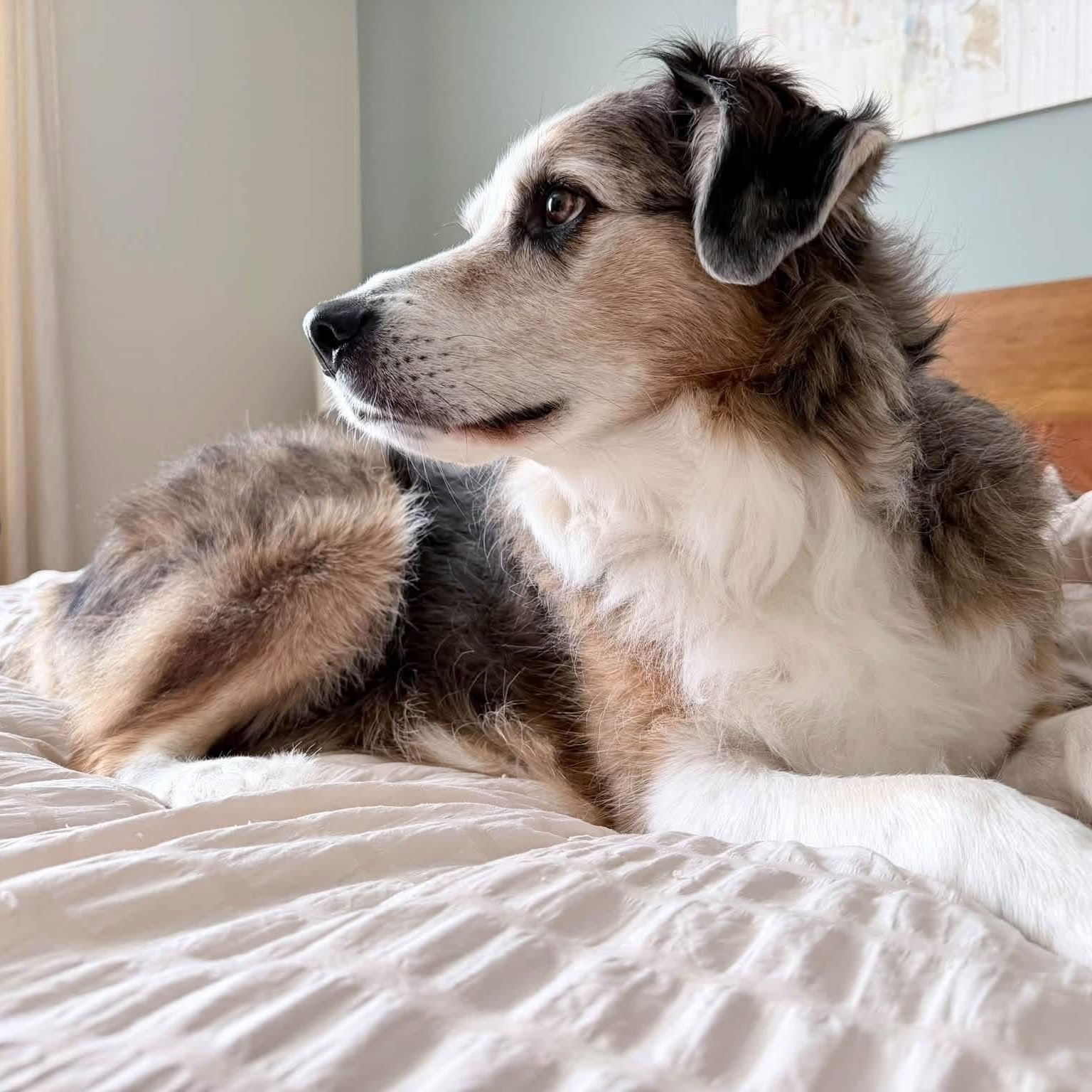 Enlarge Louie, a Adoptable mixed breed in McHenry, IL image 4/5