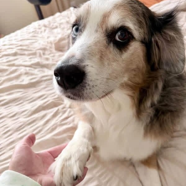 Louie, Adoptable, Senior Male Australian Shepherd.