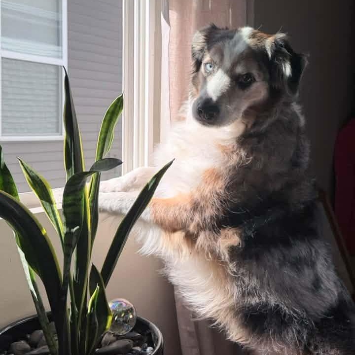 Enlarge Louie, a Adoptable mixed breed in McHenry, IL image 3/5