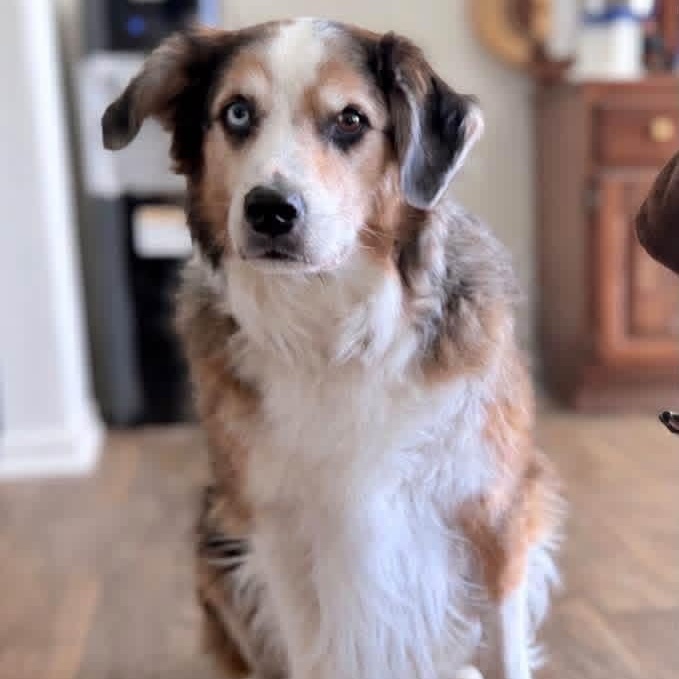 Enlarge Louie, a Adoptable mixed breed in McHenry, IL image 2/5