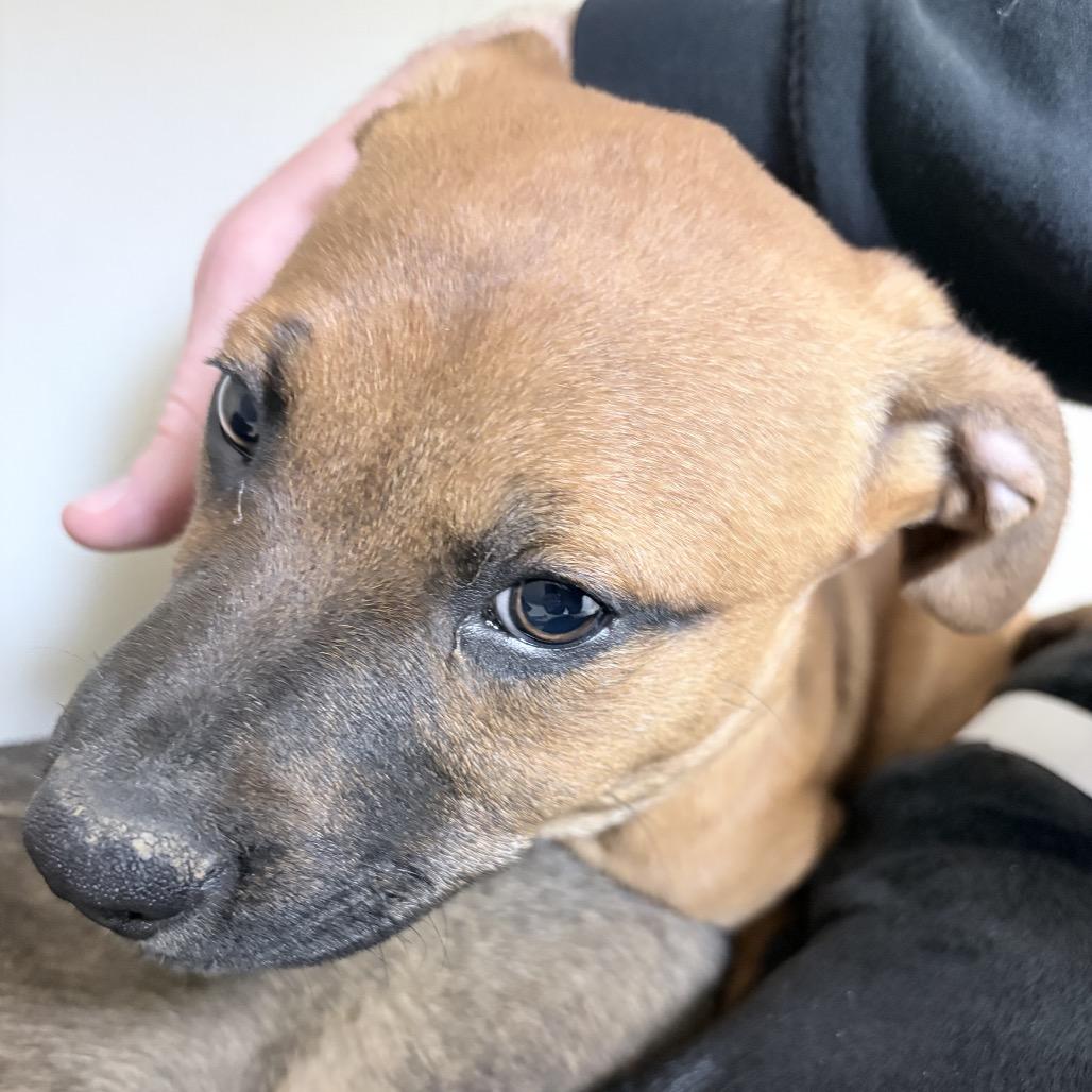 Enlarge Thea, a Adoptable Hound in Birmingham, AL image 1/1