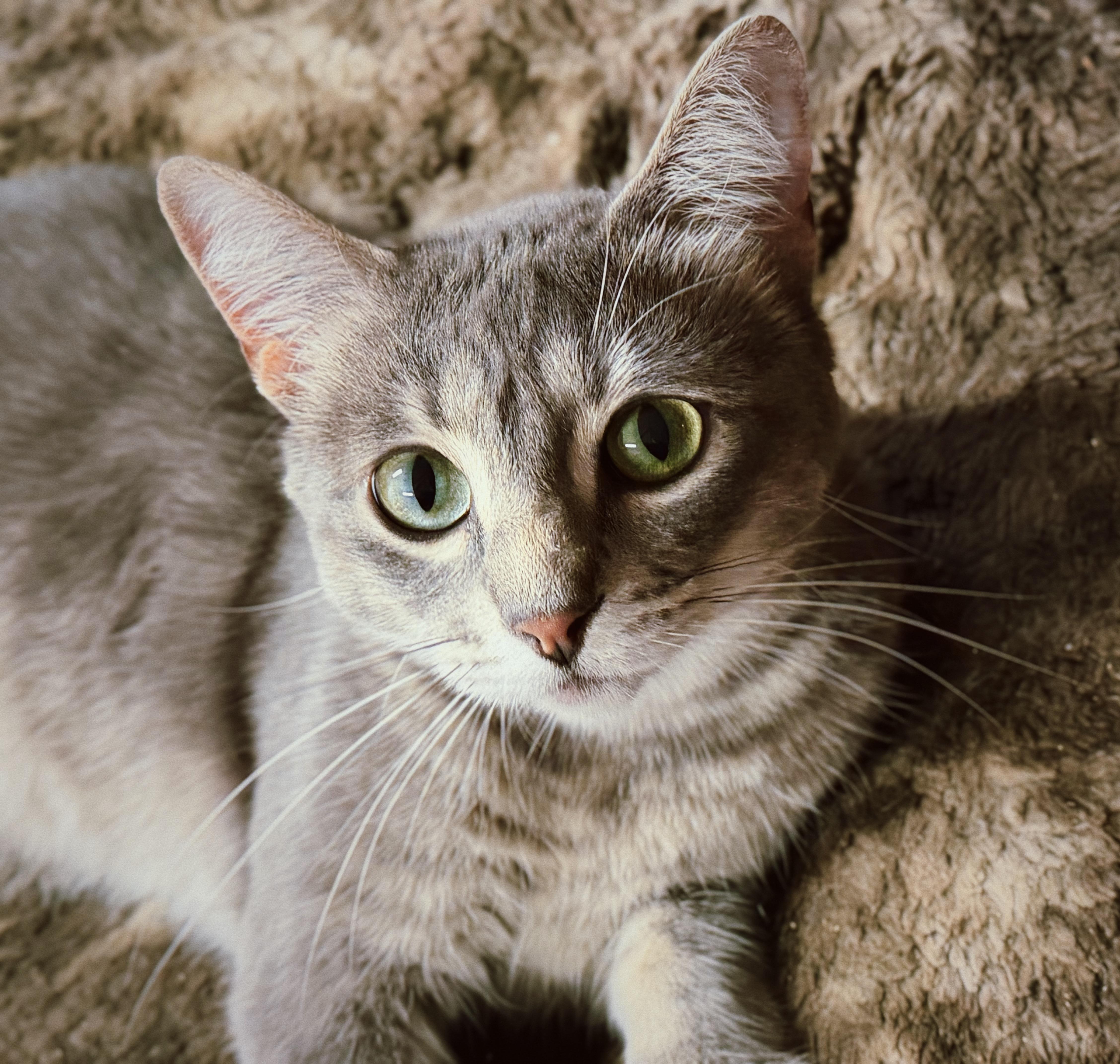 Nikki, ADOPTABLE, Young Female Domestic Short Hair.
