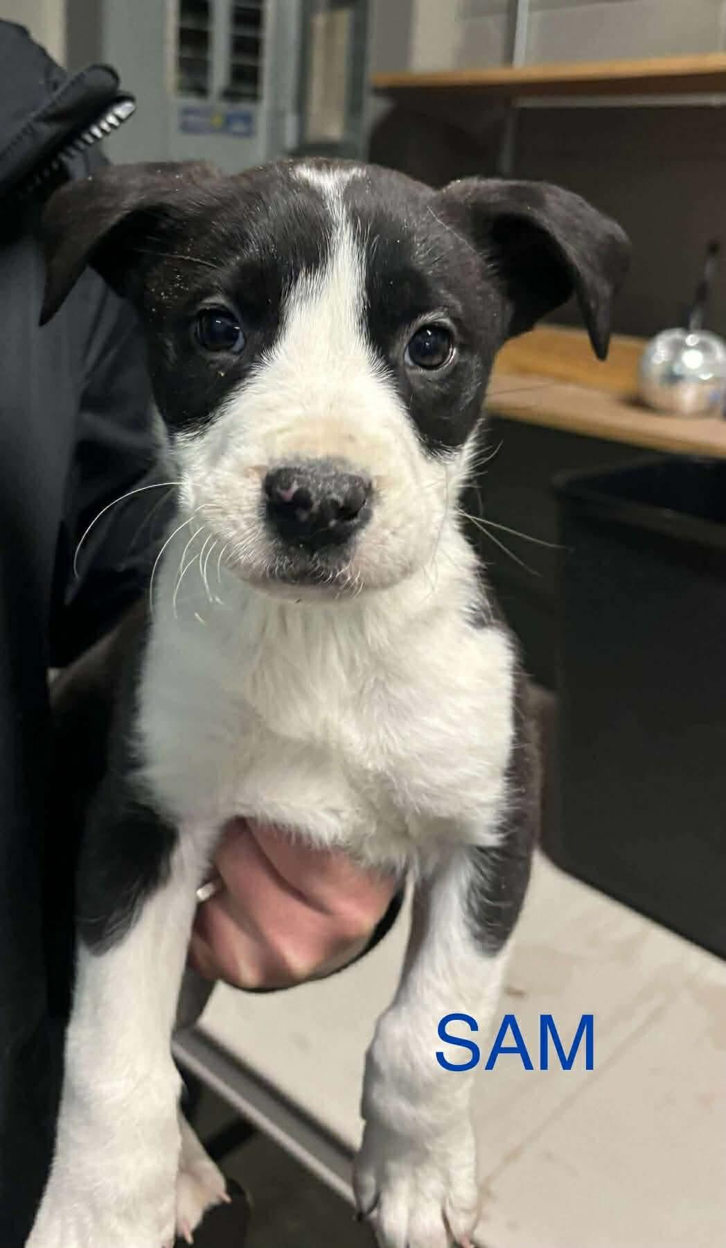 Enlarge Sam , an adopted mixed breed in Winnipeg, MB image 1/1