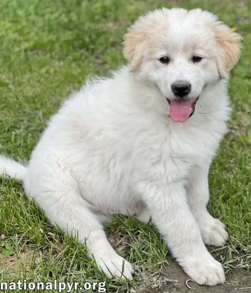 Enlarge Macaroni in OH - Thoughtful & Independent!, an adopted mixed breed in Bellevue, OH image 2/4