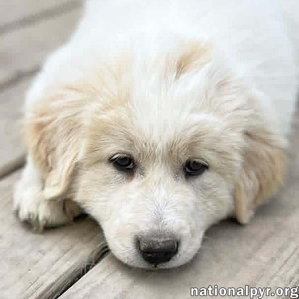 Macaroni in OH - Thoughtful & Independent!, adopted, Puppy Male Great Pyrenees & Border Collie.