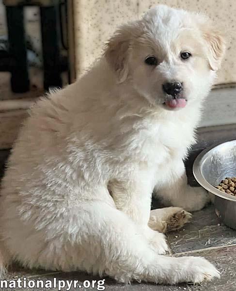 Enlarge Macaroni in OH - Thoughtful & Independent!, an adopted mixed breed in Bellevue, OH image 3/4