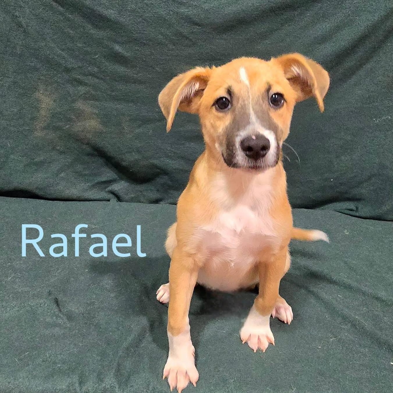 Enlarge Rafael, a ADOPTABLE mixed breed in Joliet, IL image 1/1