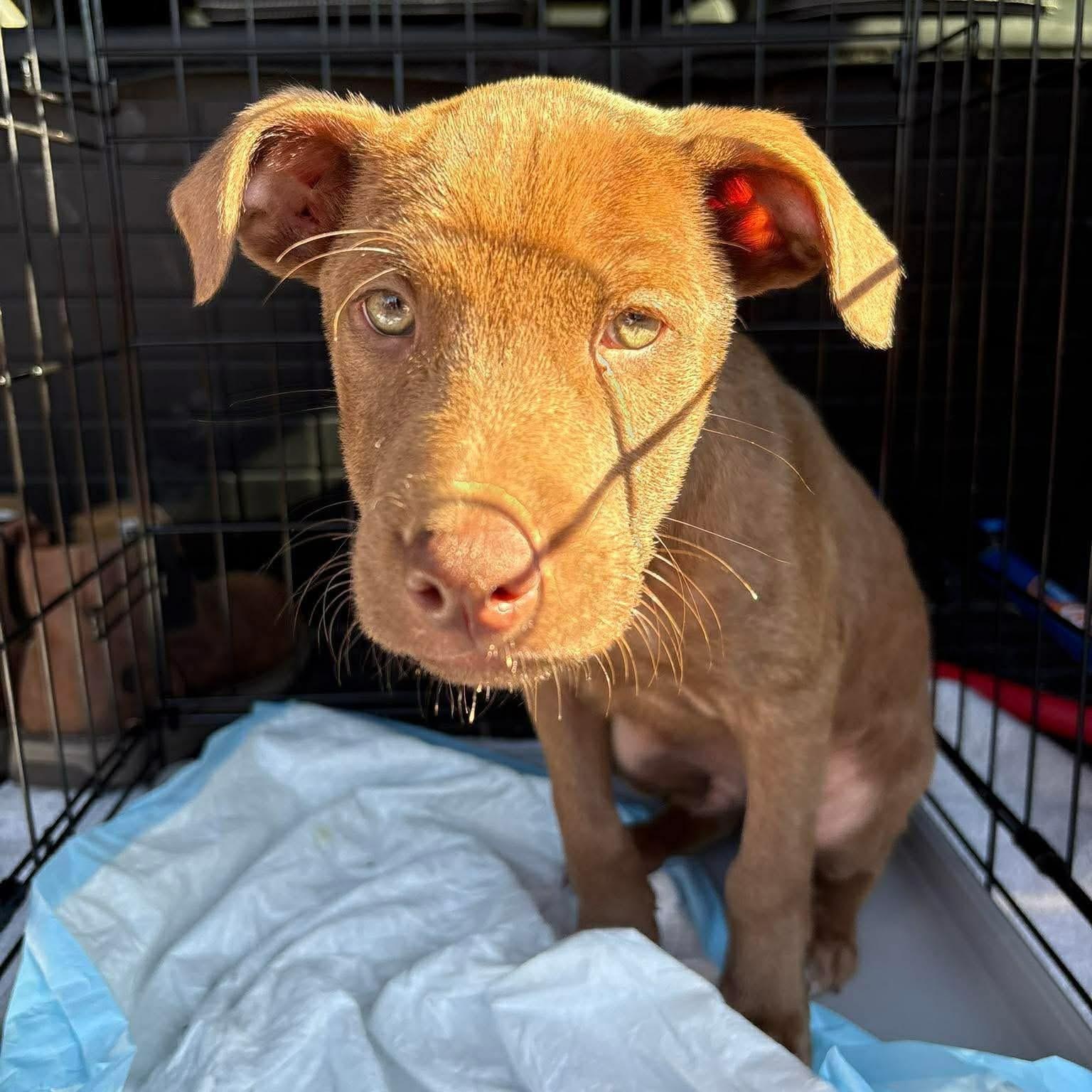 Enlarge Oso, an adopted Mixed Breed in Yaphank, NY image 3/6