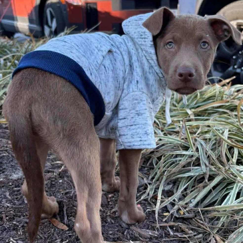 Enlarge Oso, an adopted Mixed Breed in Yaphank, NY image 5/6