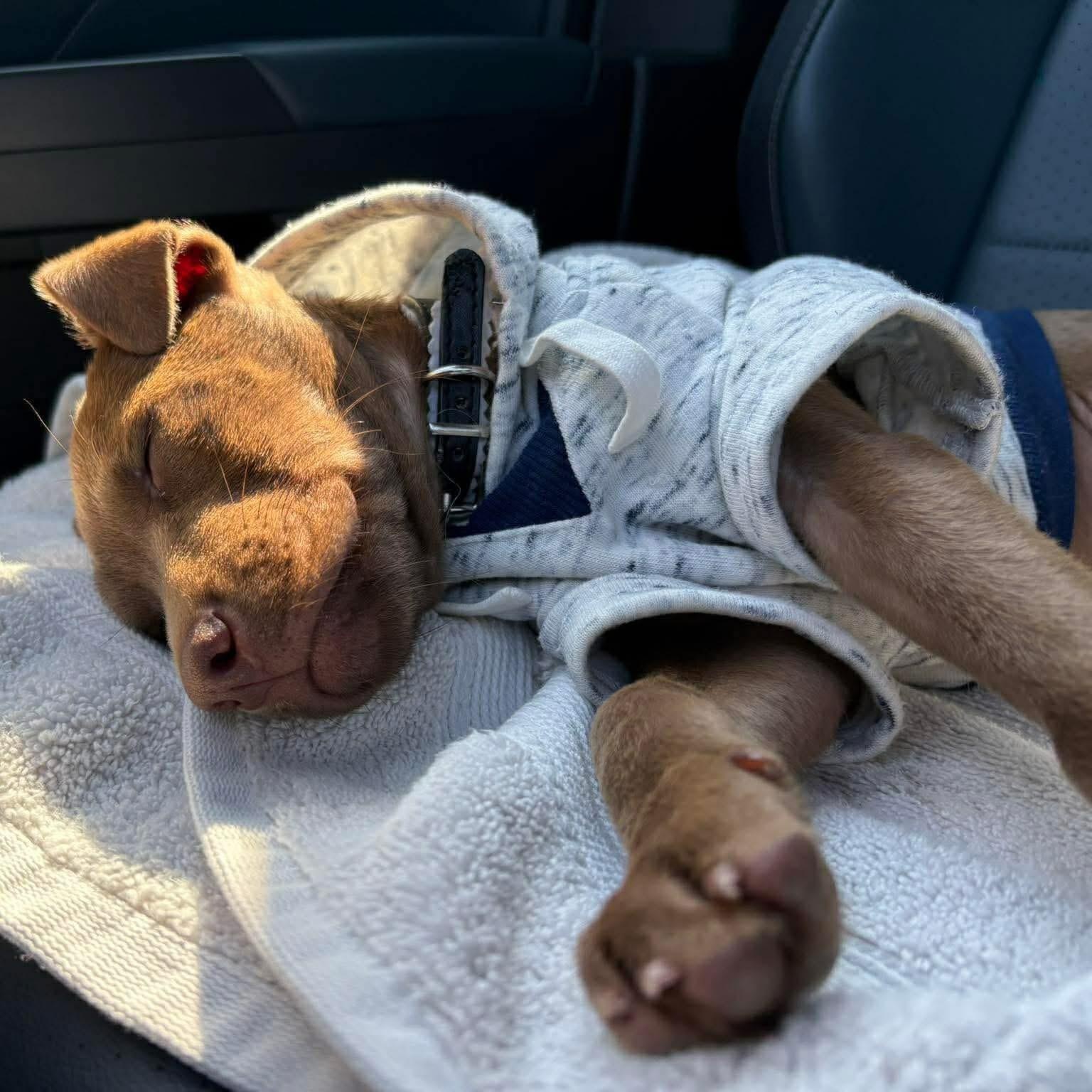 Enlarge Oso, an adopted Mixed Breed in Yaphank, NY image 4/6