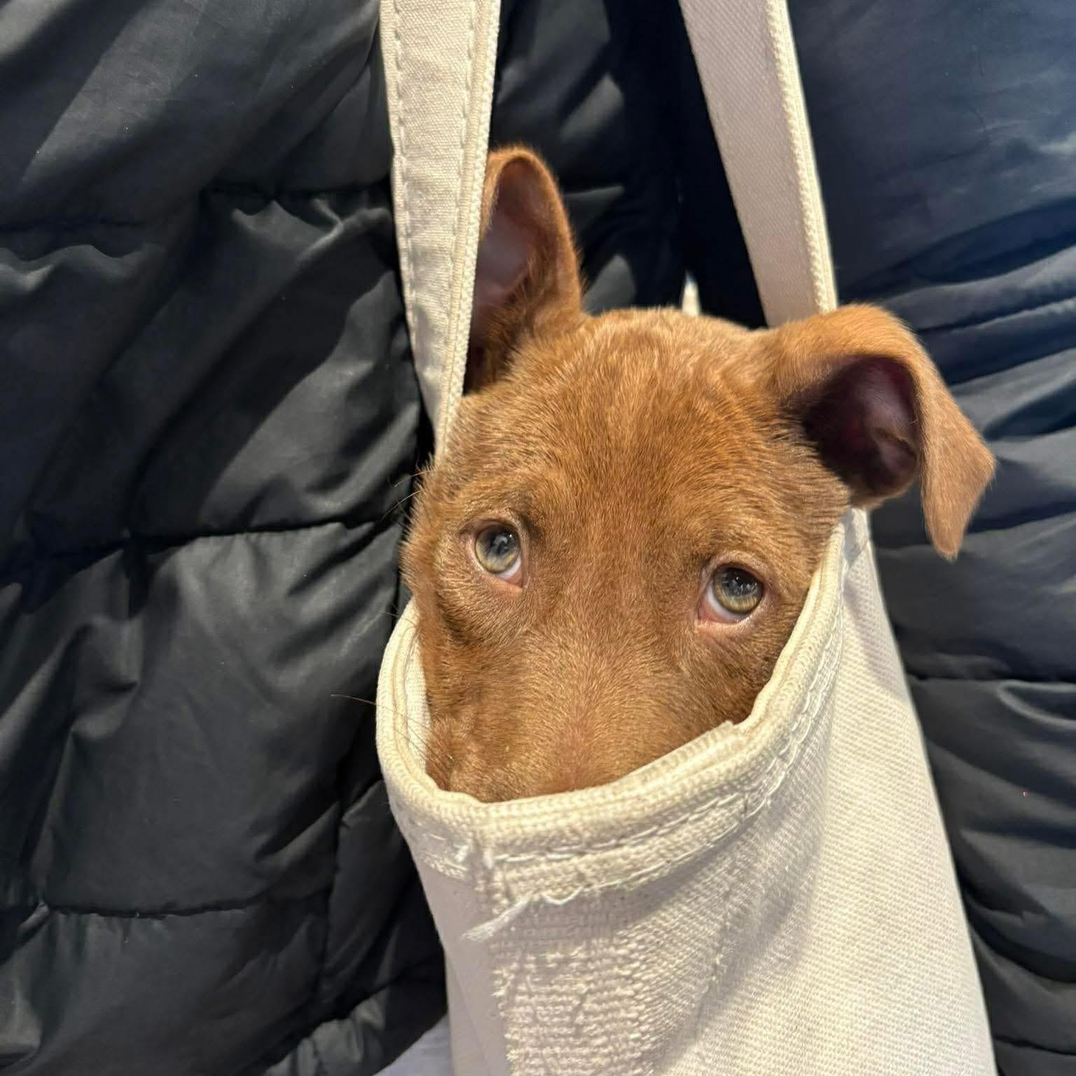 Enlarge Oso, an adopted Mixed Breed in Yaphank, NY image 2/6