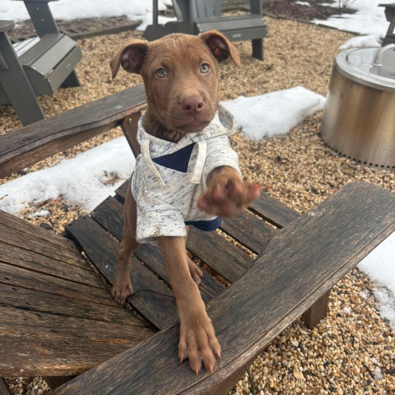 Oso, adopted, Puppy Male Mixed Breed.