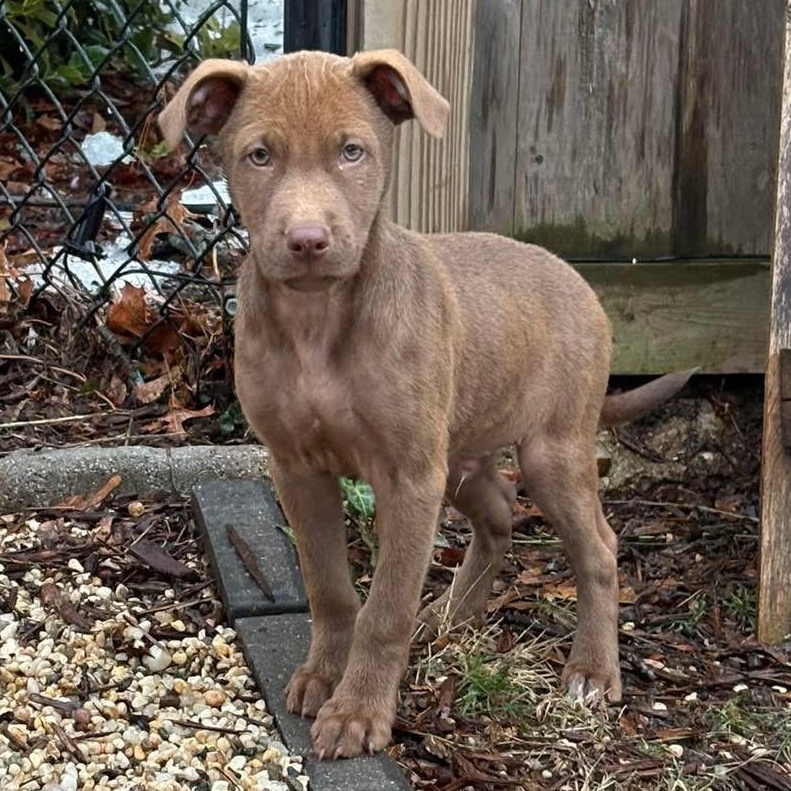 Enlarge Oso, an adopted Mixed Breed in Yaphank, NY image 6/6