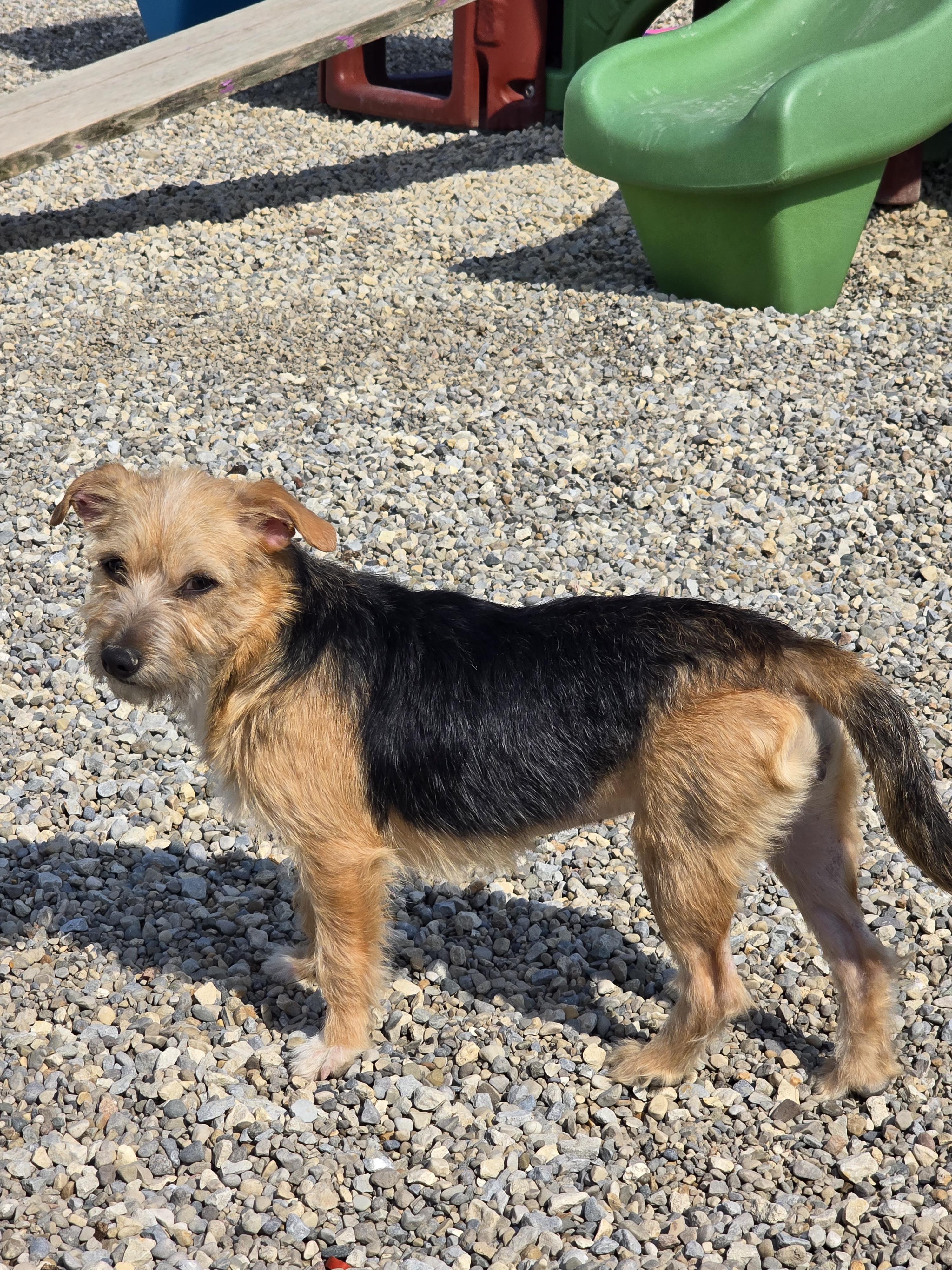 Enlarge Lily, a ADOPTABLE Terrier in Ross, OH image 2/4