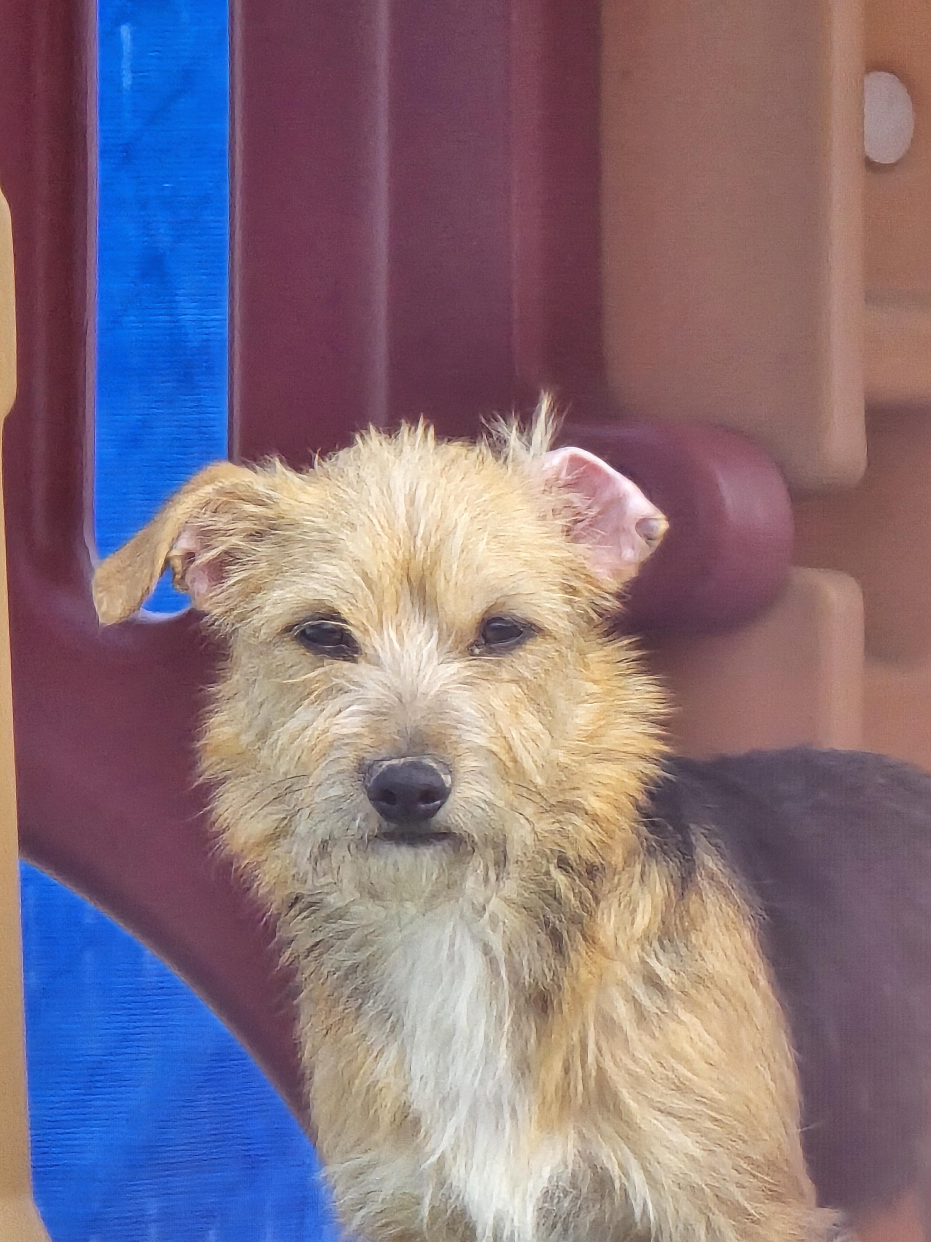 Lily, ADOPTABLE, Young Female Terrier.