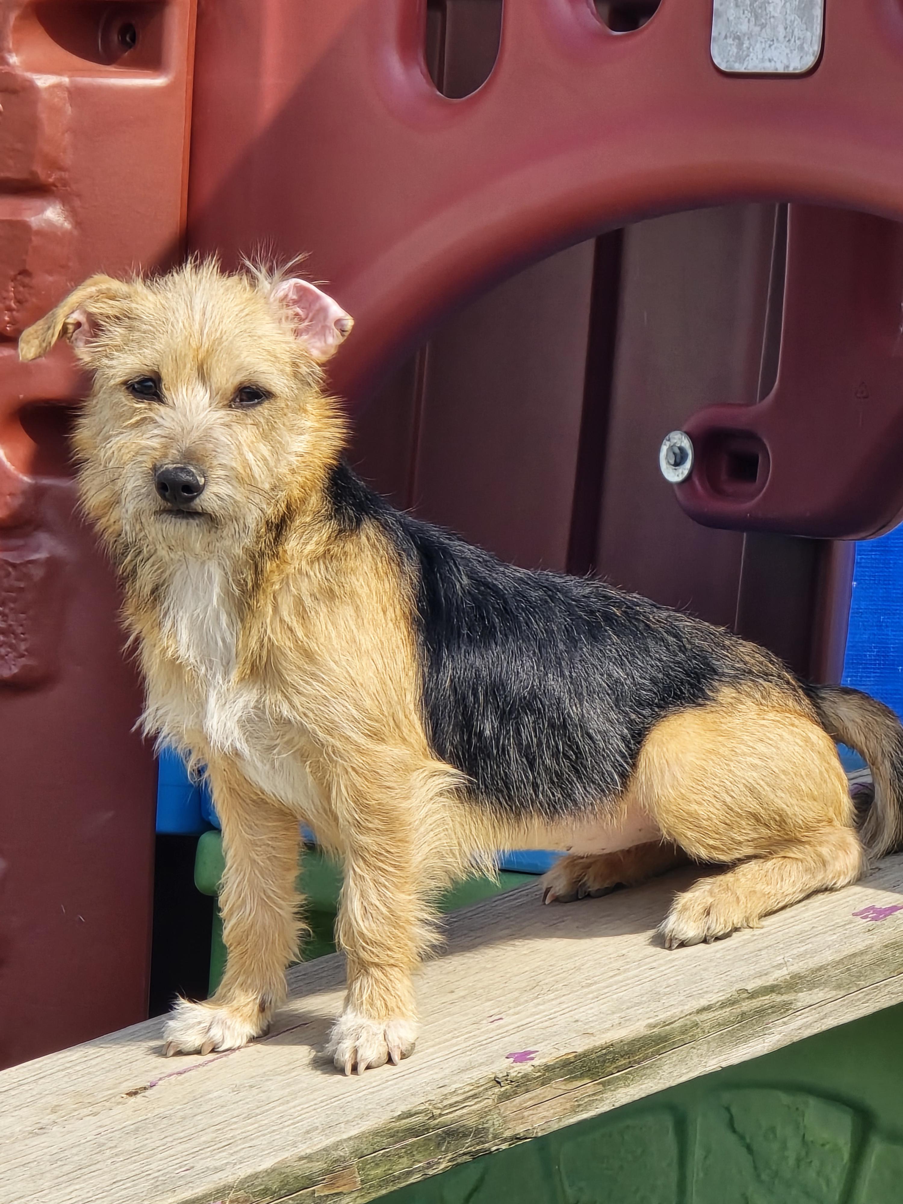 Enlarge Lily, a ADOPTABLE Terrier in Ross, OH image 4/4