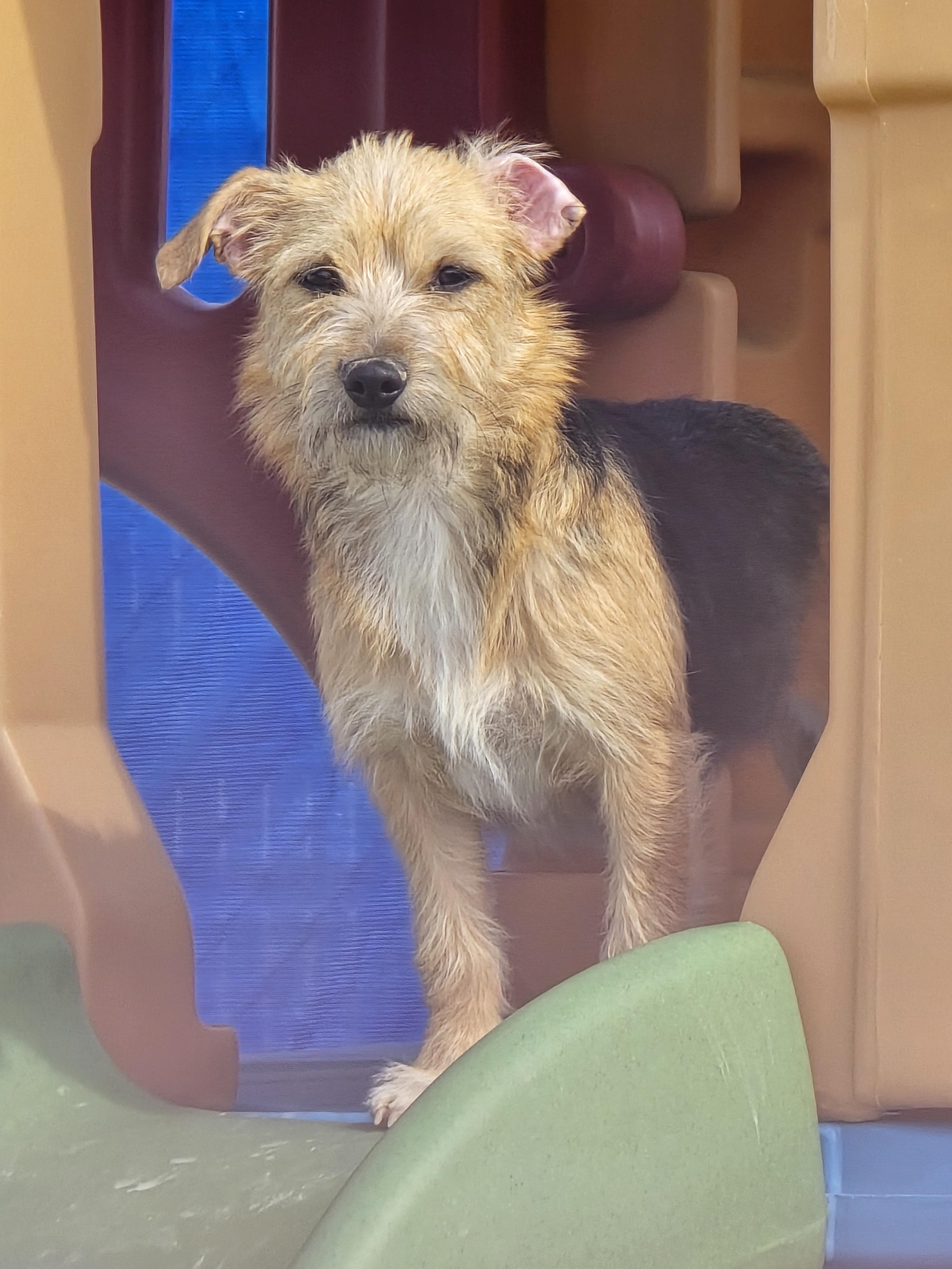 Enlarge Lily, a ADOPTABLE Terrier in Ross, OH image 3/4