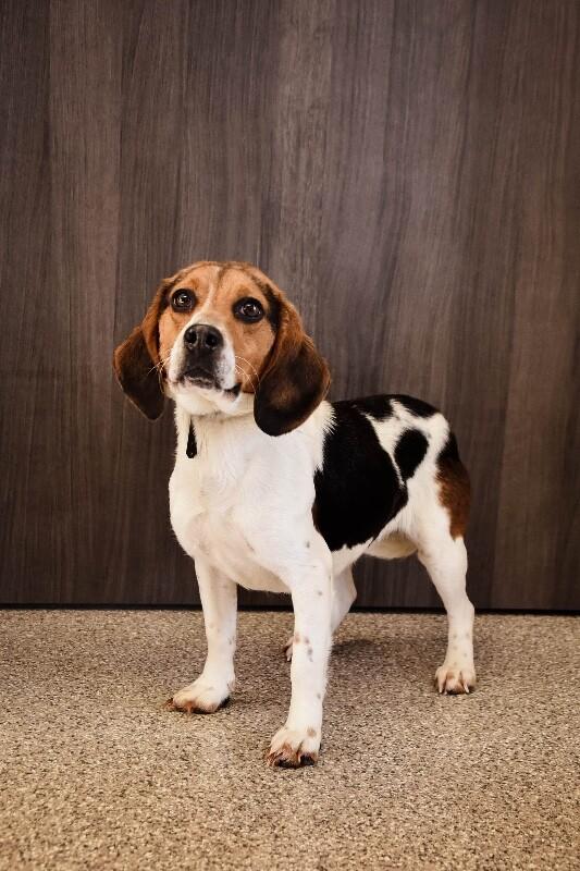 Enlarge Kosher, a Adoptable Beagle in Georgetown, OH image 1/3