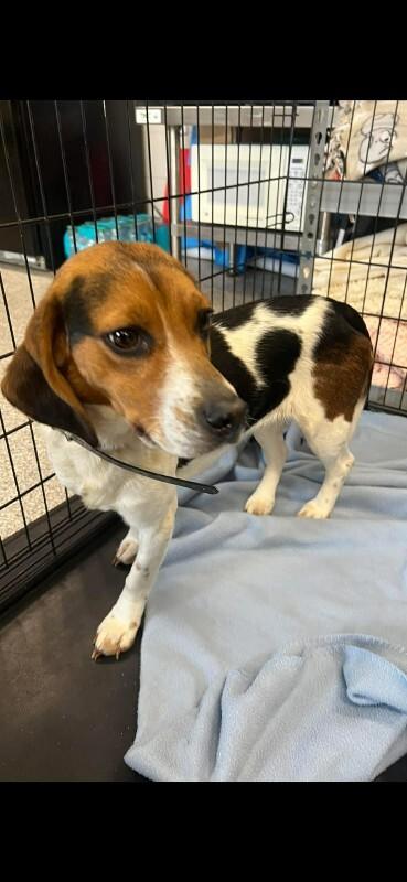 Enlarge Kosher, a Adoptable Beagle in Georgetown, OH image 3/3
