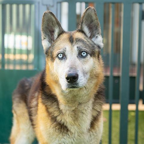 Enlarge Sinatra, a Adoptable mixed breed in Pasadena, CA image 1/1