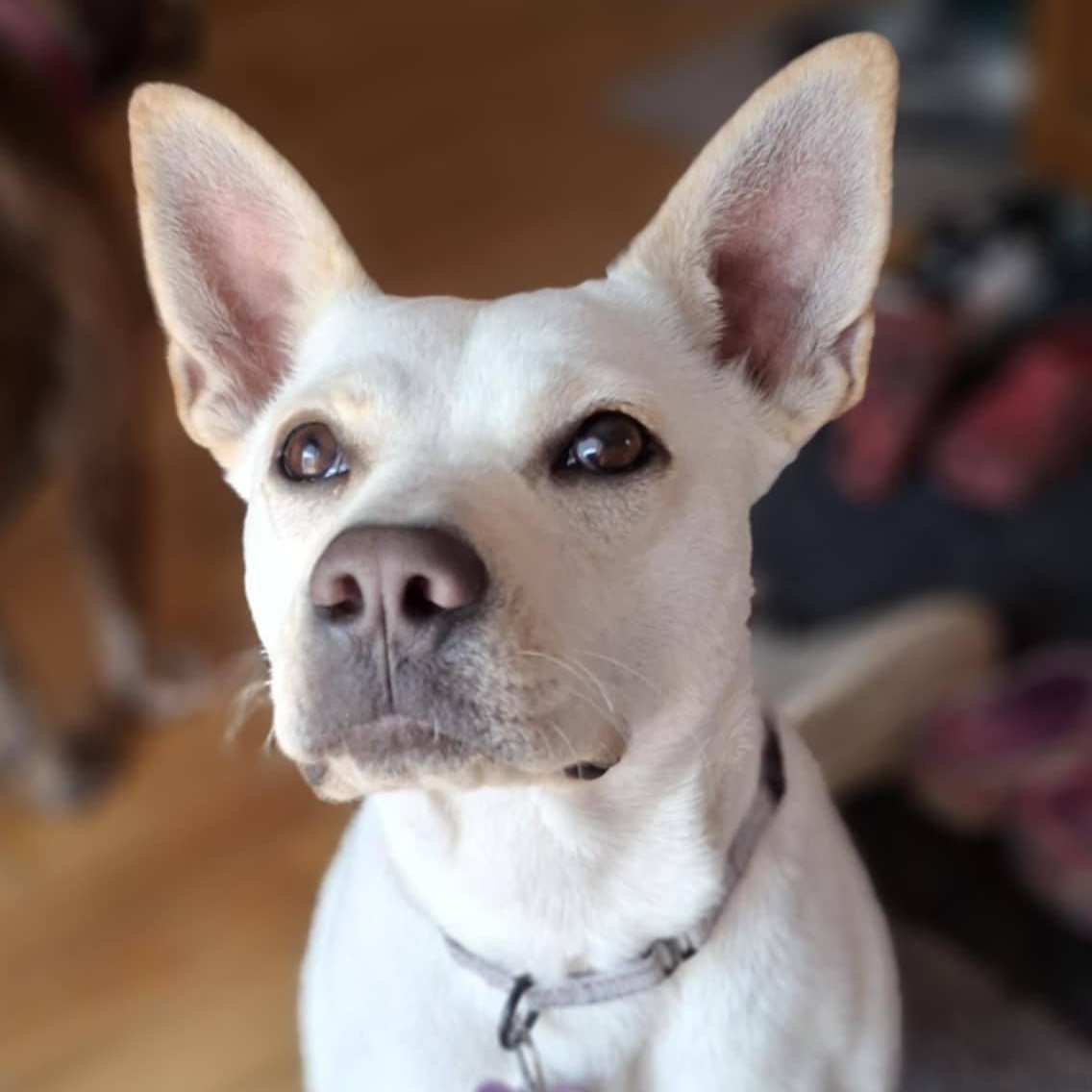 Sweetie, Adoptable, Adult Female Terrier & Labrador Retriever.