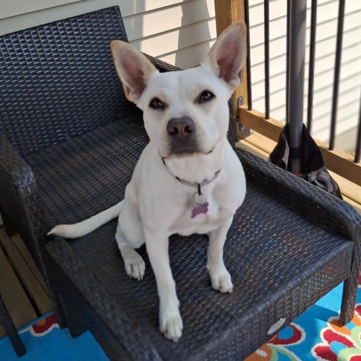 Sweetie, a Adoptable mixed breed in Geneseo , IL image 4/6