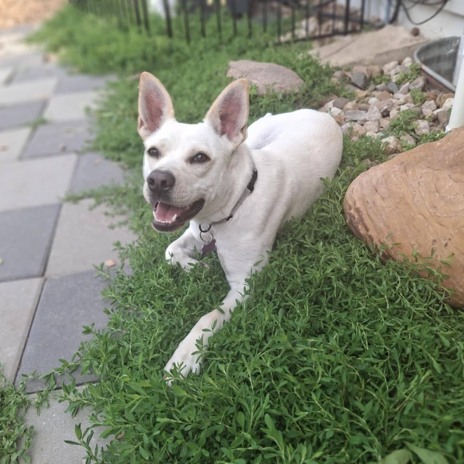 Sweetie, a Adoptable mixed breed in Geneseo , IL image 6/6